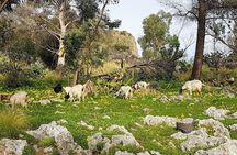 Discovering Monte Pellegrino