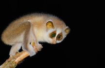 Loris Watching from Sigiriya