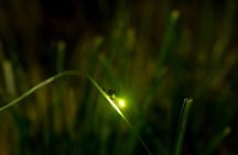 Private Bohol Evening Firefly Watching Cruise