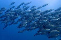 SSI Advanced Adventurer Diver Course