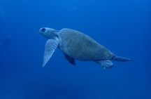 SSI Advanced Adventurer Diver Course