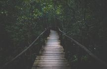 Half-Day Private Jozani Chwaka Bay Forest Tour in Zanzibar