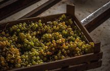 Winery Tour and Wine Tasting in Montepulciano d'Abruzzo