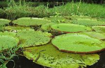 4-Days Unique Experience at Amazon Lodge, immersion on a Jungle Adventure 