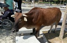 Private Full Day 9-Hour Driving Tour of Lantau from Hong Kong