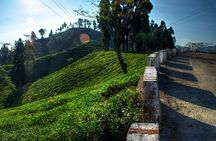 Tiger Hill Darjeeling Nature Walk (3 Hours Guided Trekking Experience)