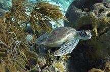 Private Boat Snorkel tour to Klein Bonaire