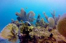 Discover Scuba Diving - DSD