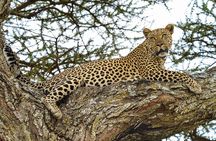 5 Days: Lake Manyara / Serengeti / Ngorongoro