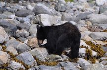 Spring Bear and Waterfall Tour