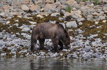 Spring Bear and Waterfall Tour