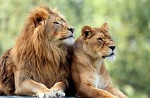 5 Days: Lake Manyara / Serengeti / Ngorongoro