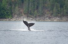 Kayaking with Whales and Wildlife