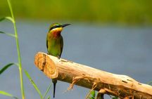 Birdwatching Boat Ride in Muthurajawela Marsh