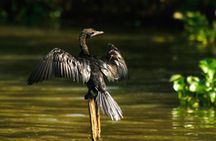 Birdwatching Boat Ride in Muthurajawela Marsh
