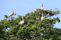 Kalametiya Sanctuary Birdwatching Boat Ride