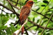 Kalametiya Sanctuary Birdwatching Boat Ride