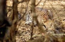 Yala National Park Safari from Koggala