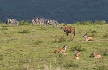 Kenya safari