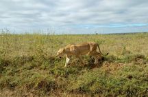 Kenya safari