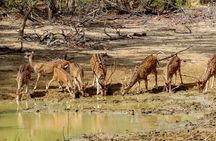 Yala National Park Safari from Koggala
