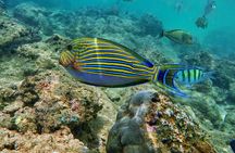 Scuba Diving in Trincomalee