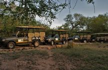 Fullday Gamedrives in Kruger National Park from Marlothpark