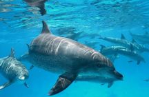 PRIVATE TOUR ! 4-Hours Swiming with dolphins, snorkeling, island by speed boat