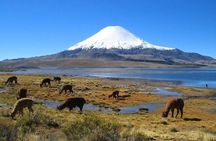 Private Lauca National Park & Chungara Lake from Arica
