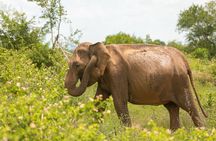 Udawalawe National Park Safari | Jeep with Tickets