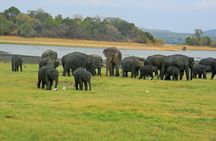 Minneriya National Park Safari | Jeep with Tickets