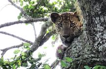 Yala National Park Safari | Jeep with Tickets