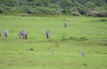 6-day Lake Manyara Serengeti Ngorongoro Crater and Tarangire