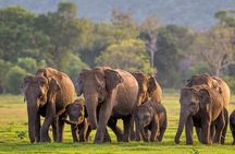 Kaudulla National Park Safari | Jeep with Tickets