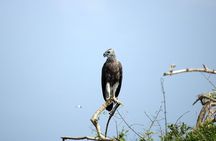 Bundala National Park Safari | Jeep with Tickets