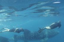 LIVE the experience of Swim with the Whale Shark. 