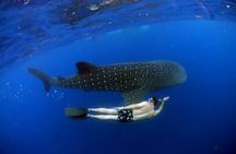 LIVE the experience of Swim with the Whale Shark. 