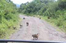Tour at Arusha National Park