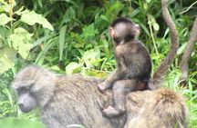 Tour at Arusha National Park