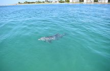 Dolphin Tiki Cruise around Fort Myers Beach