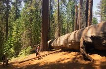 Yosemite and Giant Sequoias Day Tour