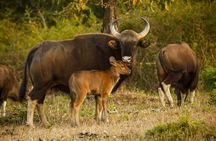 Bangalore to Mysore & Nagarhole National Park