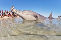 7-Day Exmouth Explorer via Pinnacles Monkey Mia Ningaloo Reef returning to Perth