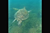 4H Snorkeling and Fishing Cruise on Magnetic Island