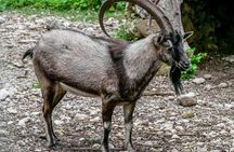 Samaria Gorge Hiking Day Tour From Rethymno 