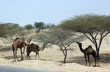 A Camel Safari Through The Thar Desert Sand Dunes Near Bikaner