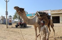 A Camel Safari Through The Thar Desert Sand Dunes Near Bikaner