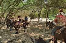 Horses on The Beach or Hot Springs
