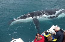 Kalbarri Whale Watching Tour Guided