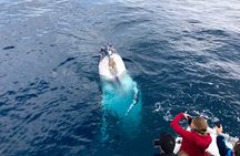 Kalbarri Whale Watching Tour Guided